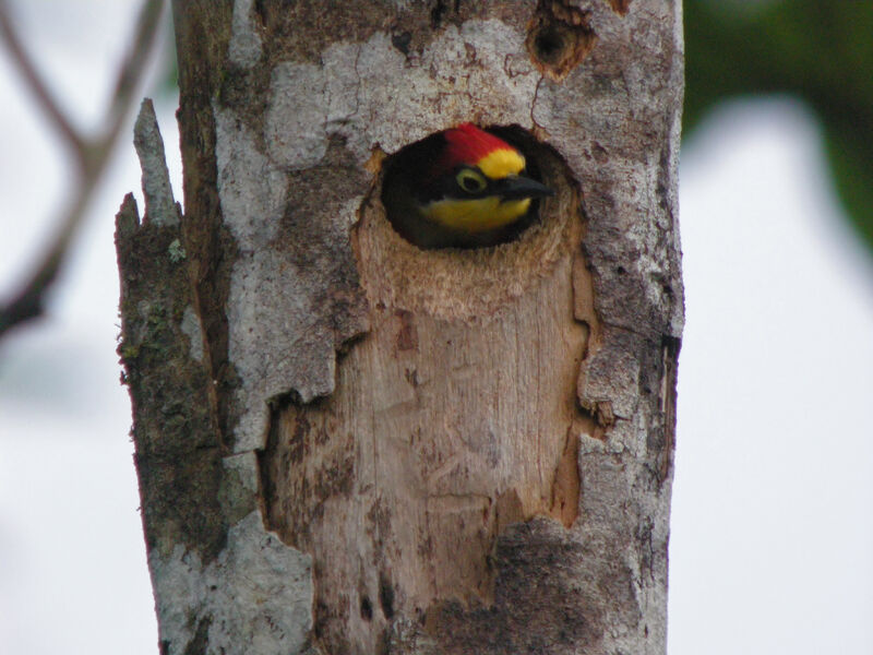 Yellow-fronted Woodpecker