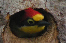 Yellow-fronted Woodpecker