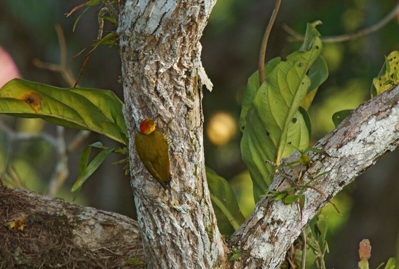 Yellow-throated Woodpecker