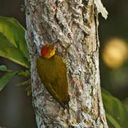 Yellow-throated Woodpecker