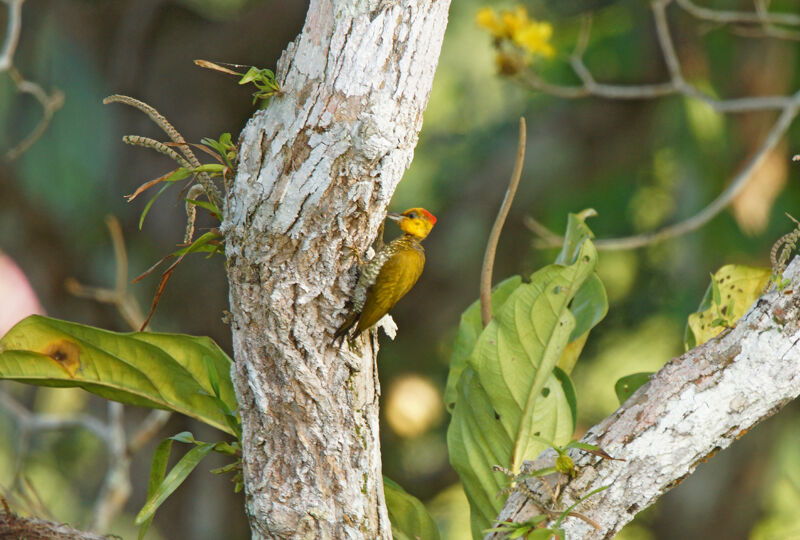 Yellow-throated Woodpecker