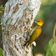 Yellow-throated Woodpecker