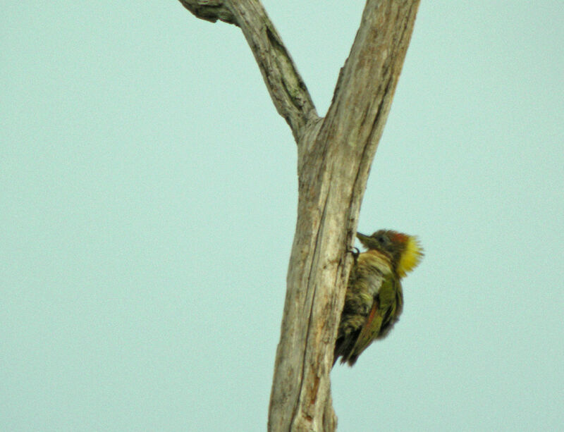 Lesser Yellownape