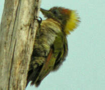 Lesser Yellownape