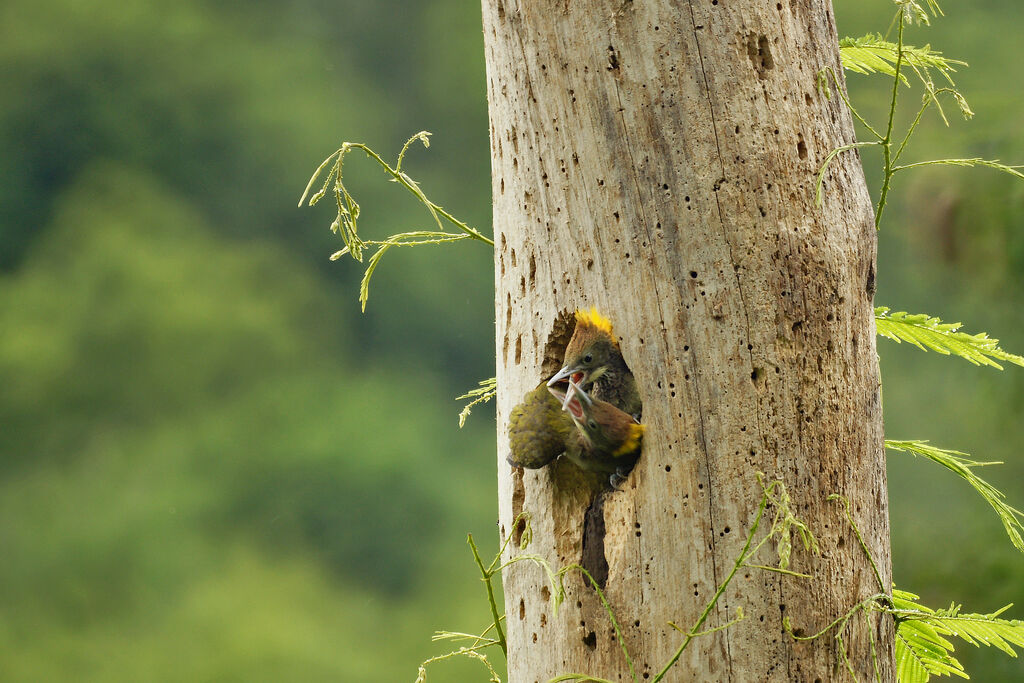 Greater Yellownape