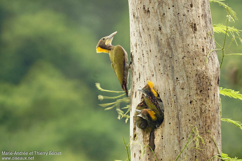 Greater Yellownape, Reproduction-nesting