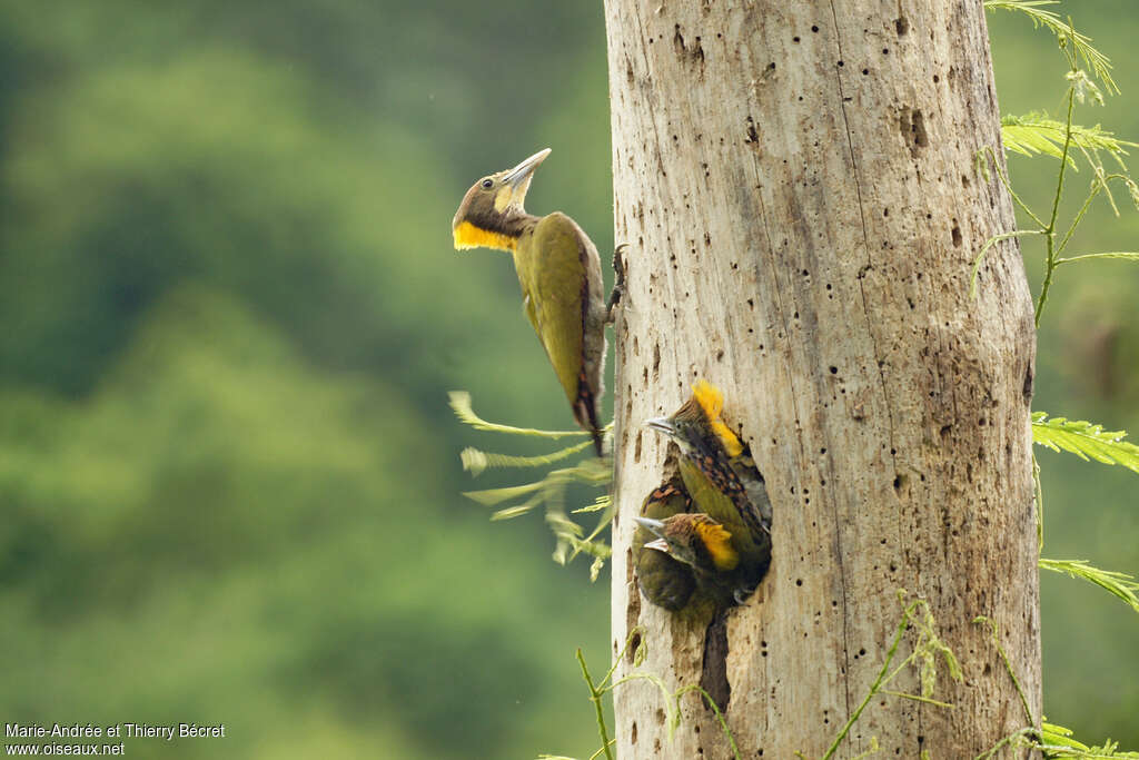 Greater Yellownape, Reproduction-nesting