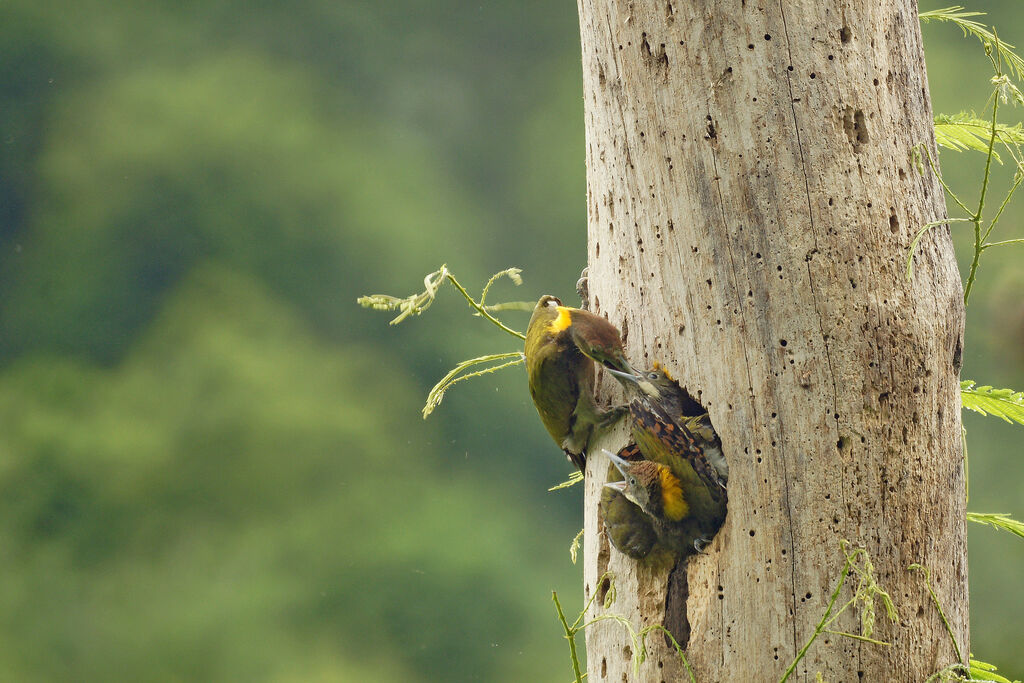 Greater Yellownape