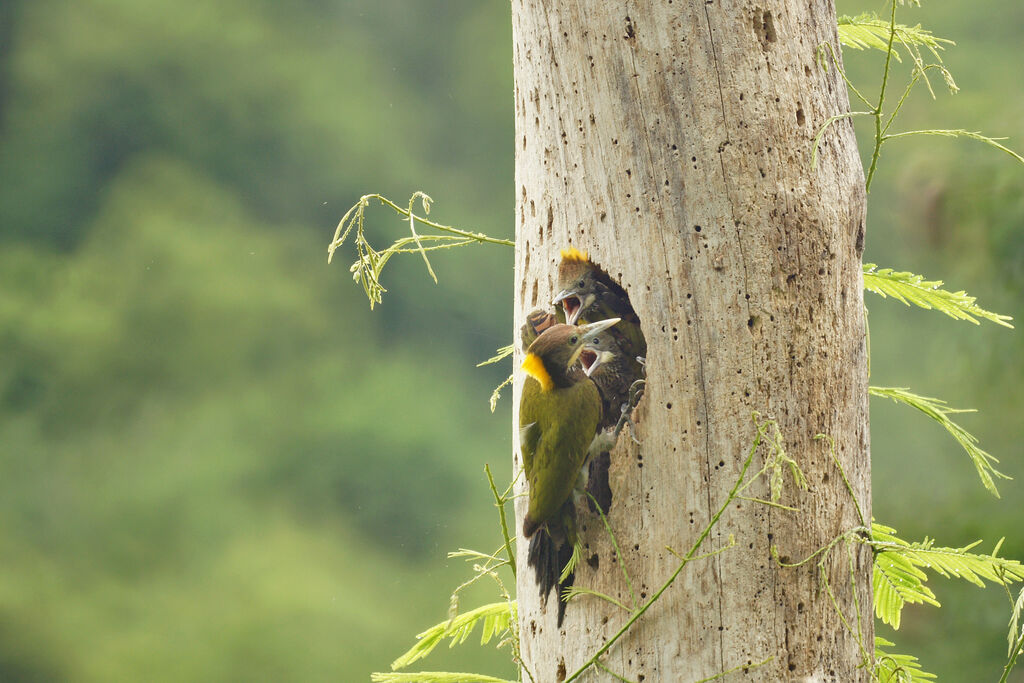 Greater Yellownape