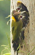 Greater Yellownape