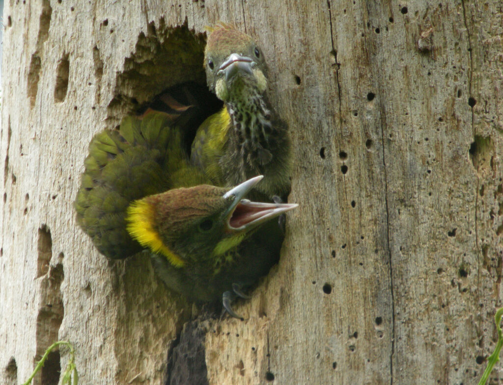 Pic à nuque jaune, identification