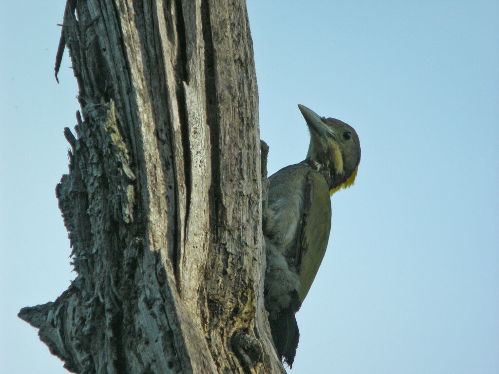 Greater Yellownape, identification