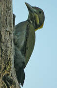 Greater Yellownape