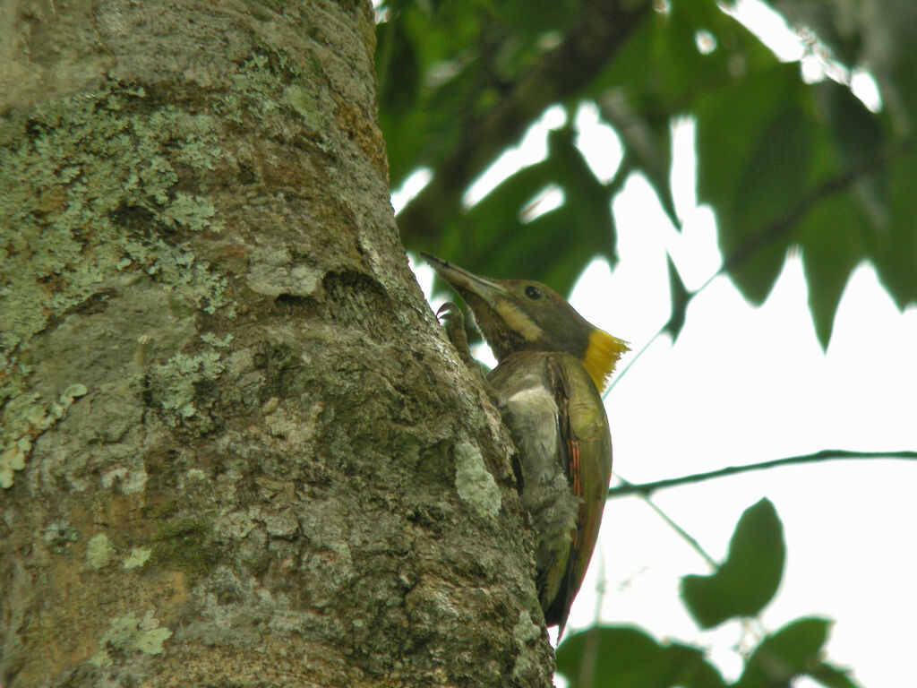 Greater Yellownape