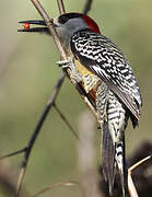 West Indian Woodpecker