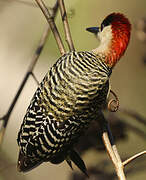 West Indian Woodpecker