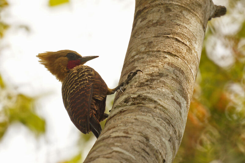 Pale-crested Woodpecker male
