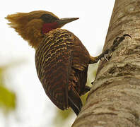 Pale-crested Woodpecker