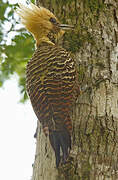 Pale-crested Woodpecker