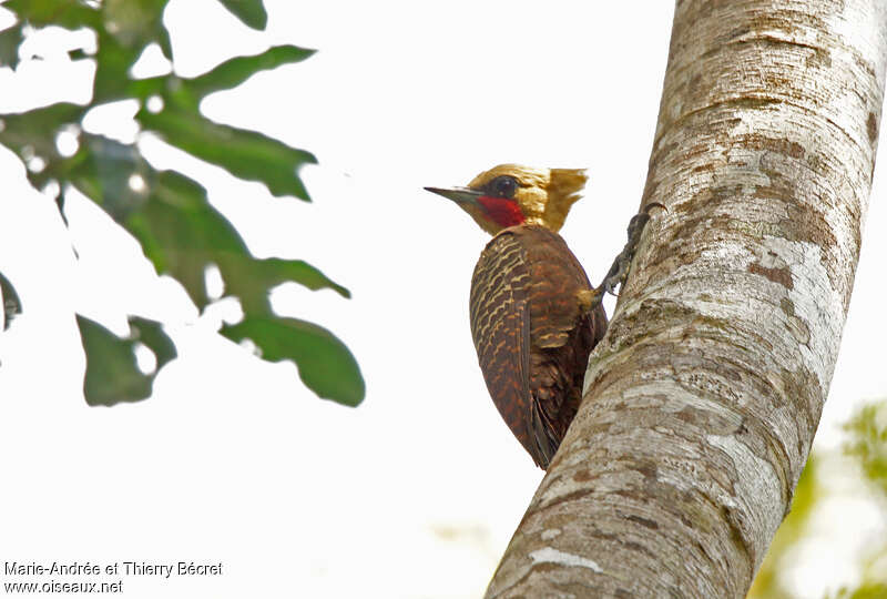 Pale-crested Woodpecker male adult, identification