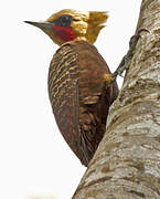 Pale-crested Woodpecker