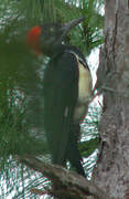 White-bellied Woodpecker