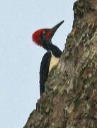 White-bellied Woodpecker