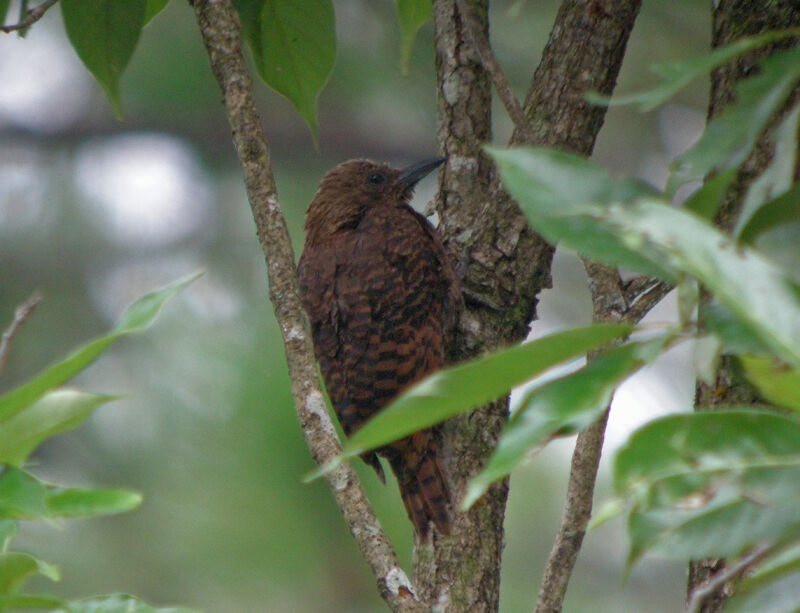 Rufous Woodpecker