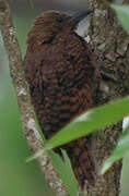 Rufous Woodpecker