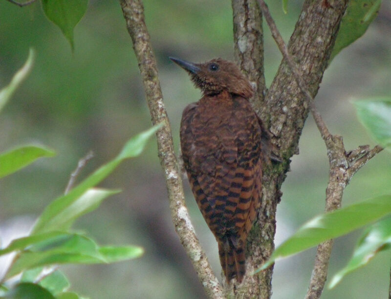 Rufous Woodpecker