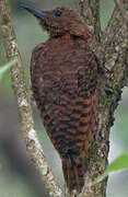 Rufous Woodpecker