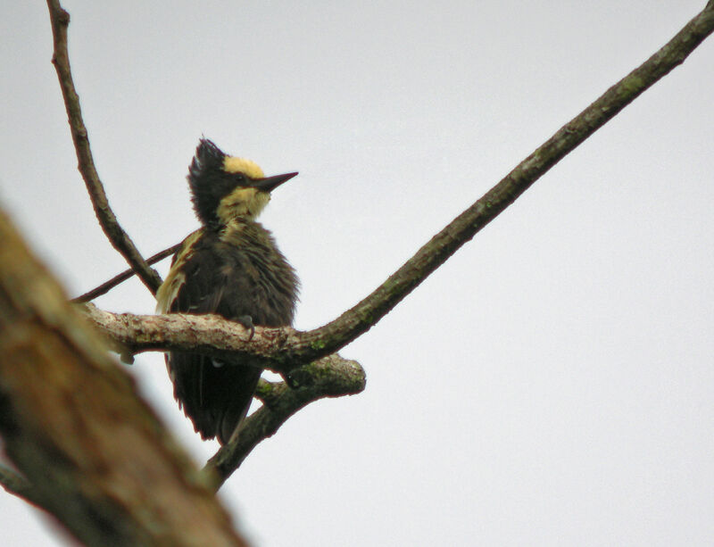 Heart-spotted Woodpecker