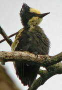 Heart-spotted Woodpecker