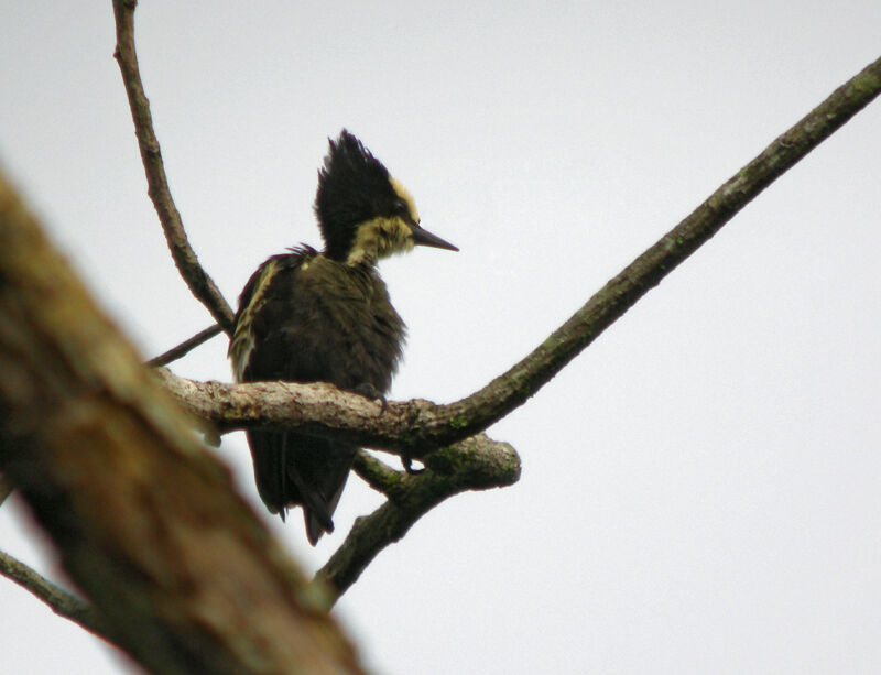 Heart-spotted Woodpecker