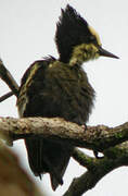 Heart-spotted Woodpecker