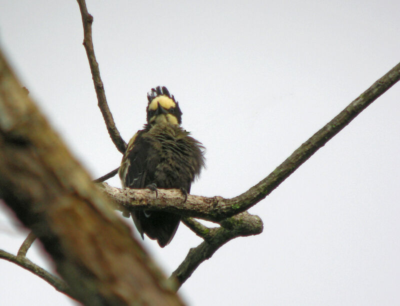 Heart-spotted Woodpecker