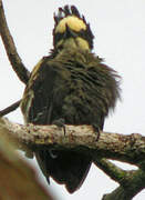 Heart-spotted Woodpecker