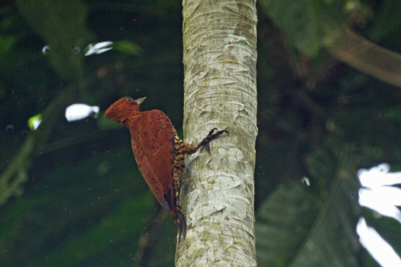 Cinnamon Woodpecker