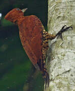 Cinnamon Woodpecker