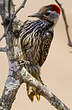 Pic cardinal
