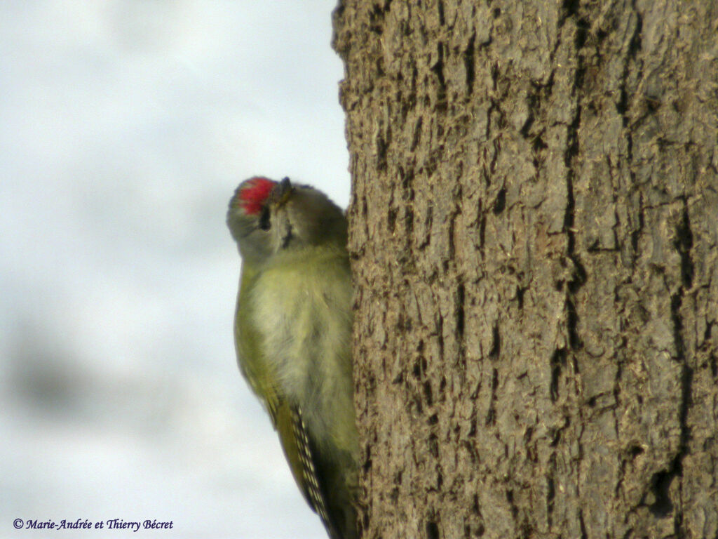 Grey-headed Woodpecker