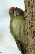 Grey-headed Woodpecker