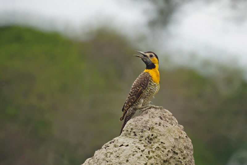 Campo Flicker