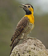 Campo Flicker