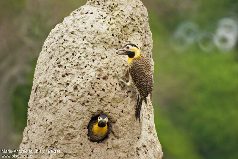 Campo Flickeradult, Reproduction-nesting