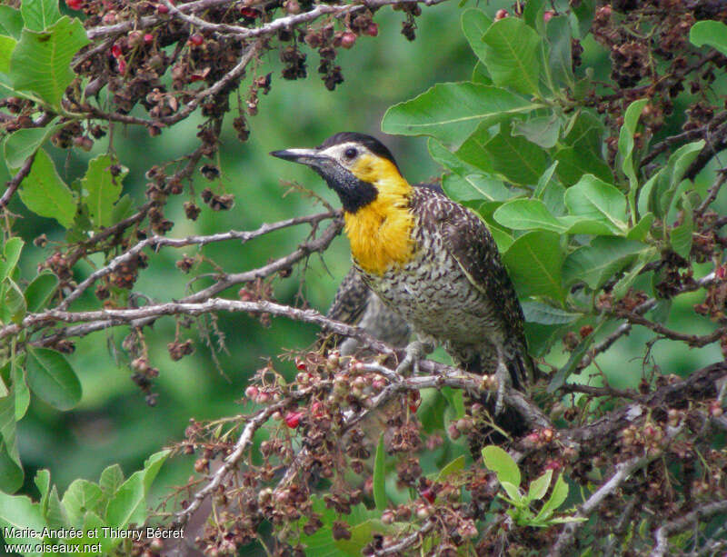 Campo Flicker female adult, Behaviour