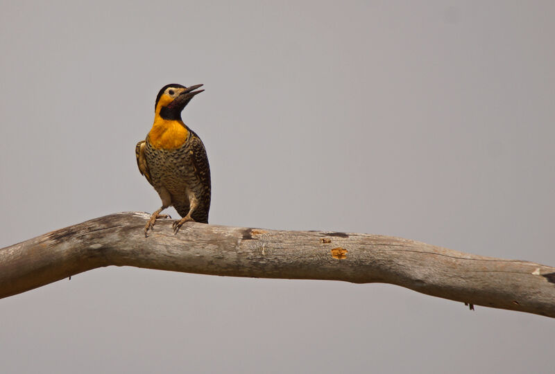 Campo Flicker