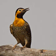 Campo Flicker