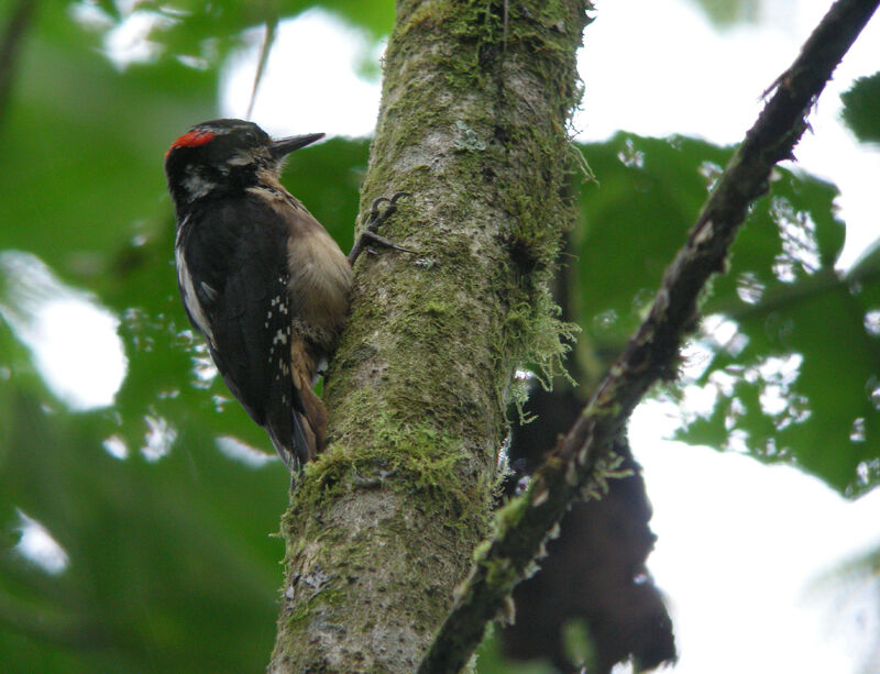 Hairy Woodpecker