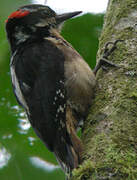 Hairy Woodpecker